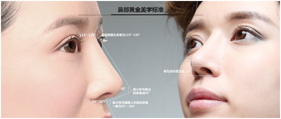 鼻部美学标准